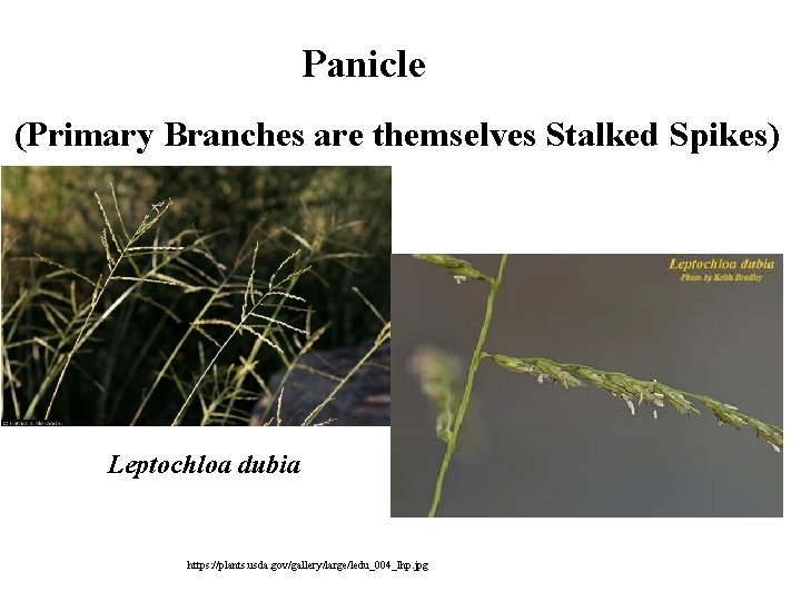 Panicle (Primary Branches are themselves Stalked Spikes) Leptochloa dubia https: //plants. usda. gov/gallery/large/ledu_004_lhp. jpg