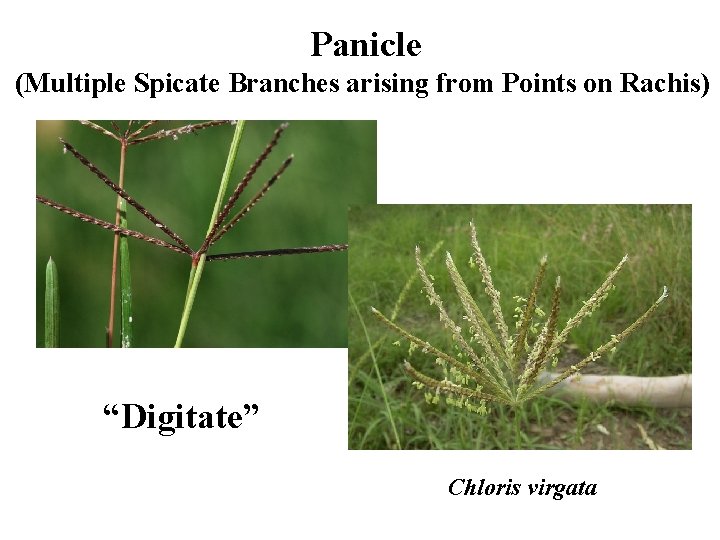 Panicle (Multiple Spicate Branches arising from Points on Rachis) “Digitate” Chloris virgata 