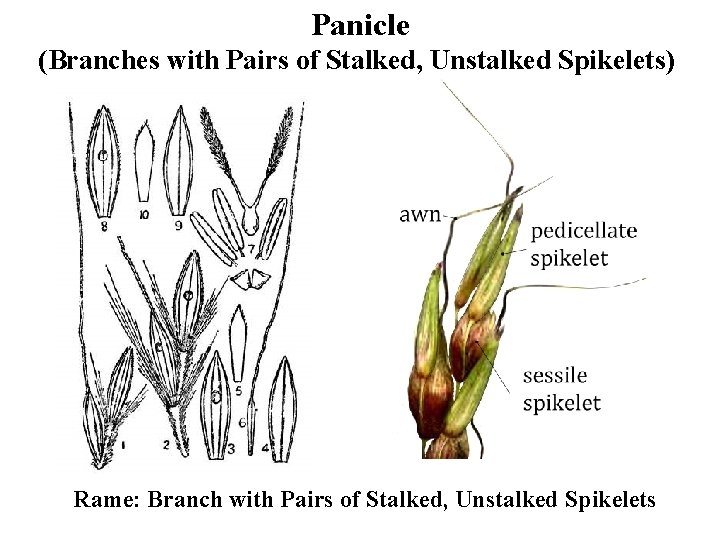 Panicle (Branches with Pairs of Stalked, Unstalked Spikelets) Rame: Branch with Pairs of Stalked,