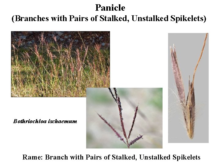 Panicle (Branches with Pairs of Stalked, Unstalked Spikelets) Bothriochloa ischaemum Rame: Branch with Pairs