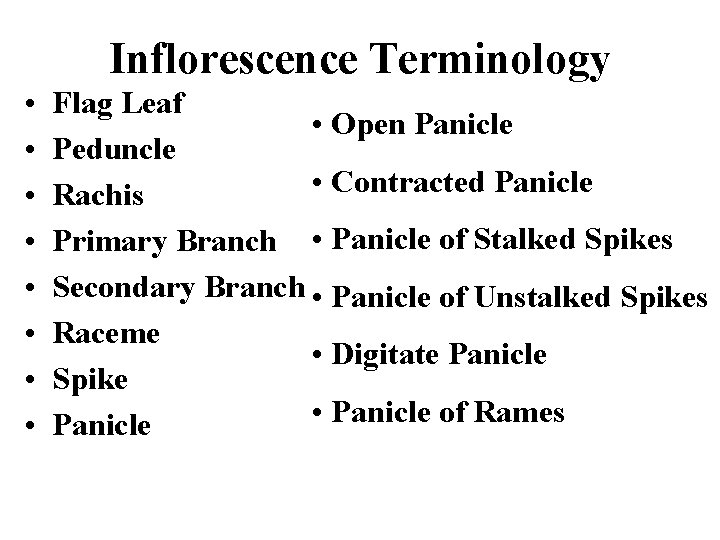 Inflorescence Terminology • • Flag Leaf • Open Panicle Peduncle • Contracted Panicle Rachis