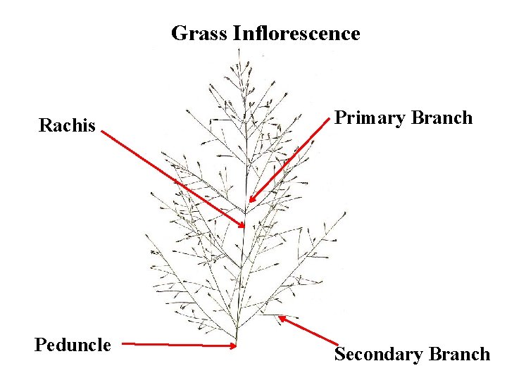 Grass Inflorescence Rachis Primary Branch Peduncle Secondary Branch 