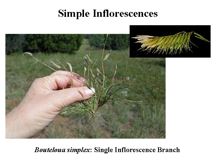 Simple Inflorescences Bouteloua simplex: Single Inflorescence Branch 