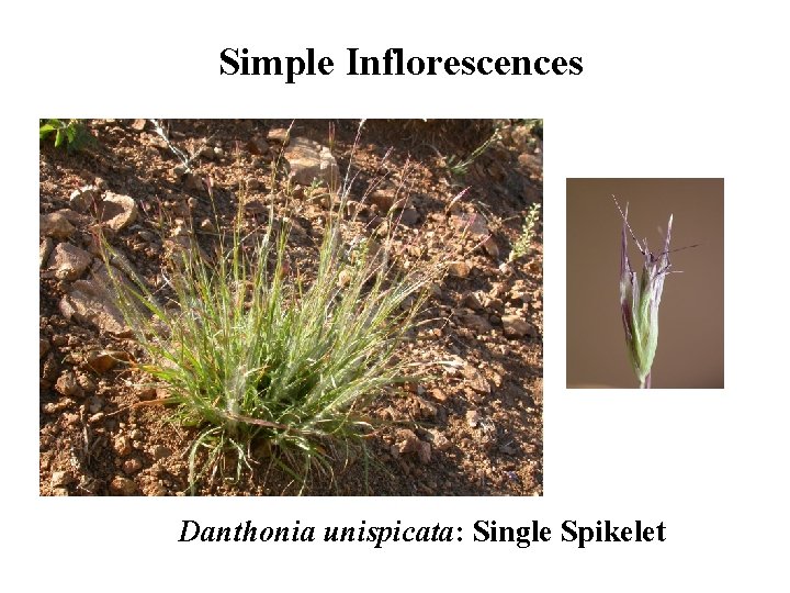 Simple Inflorescences Danthonia unispicata: Single Spikelet 