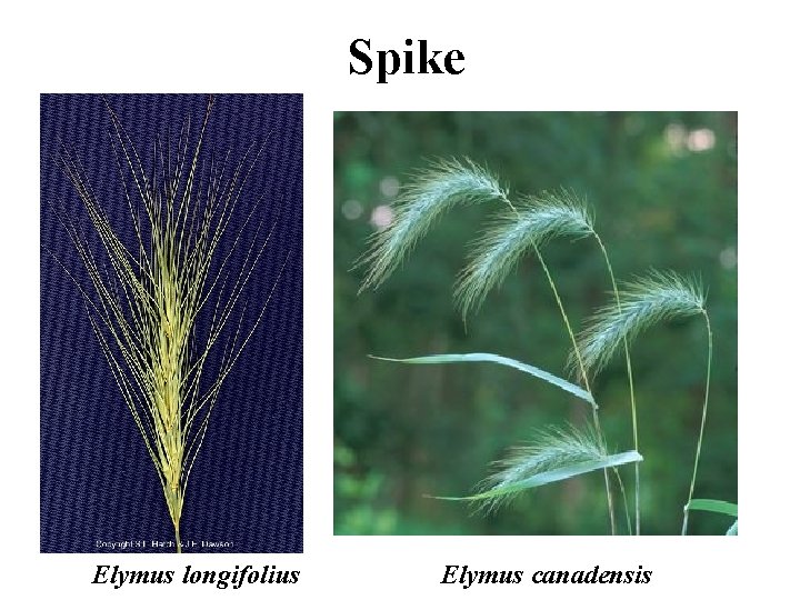 Spike Elymus longifolius Elymus canadensis 