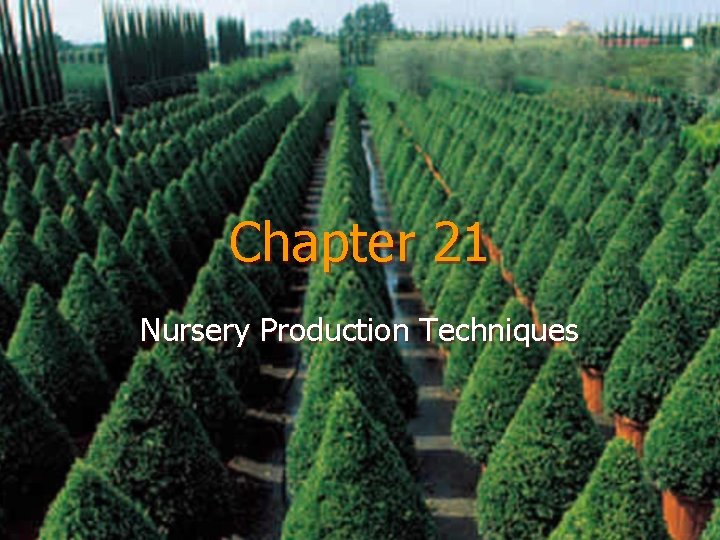 Chapter 21 Nursery Production Techniques 