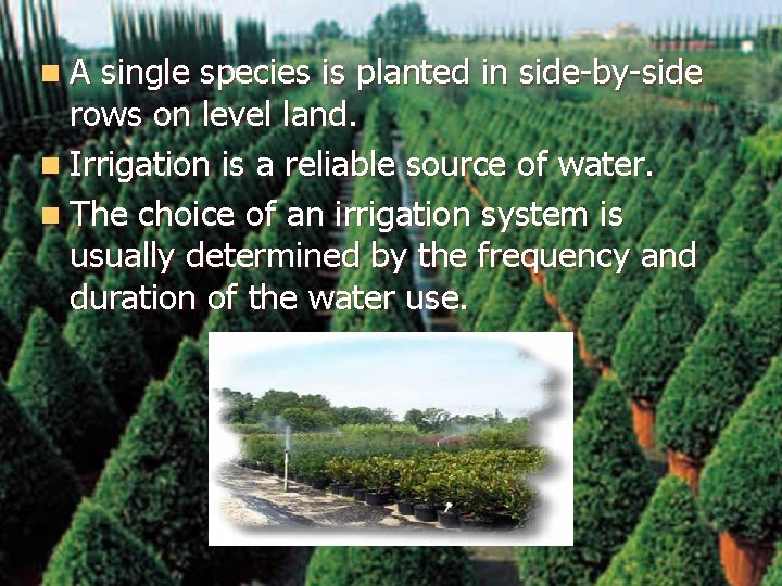 n. A single species is planted in side-by-side rows on level land. n Irrigation