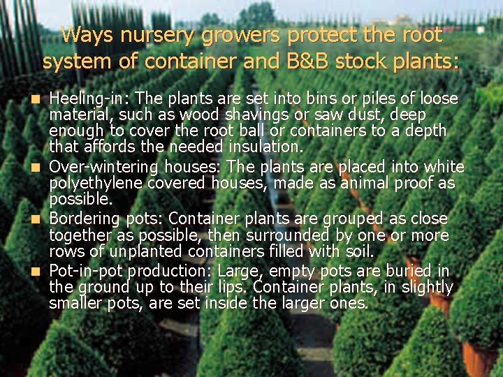 Ways nursery growers protect the root system of container and B&B stock plants: Heeling-in: