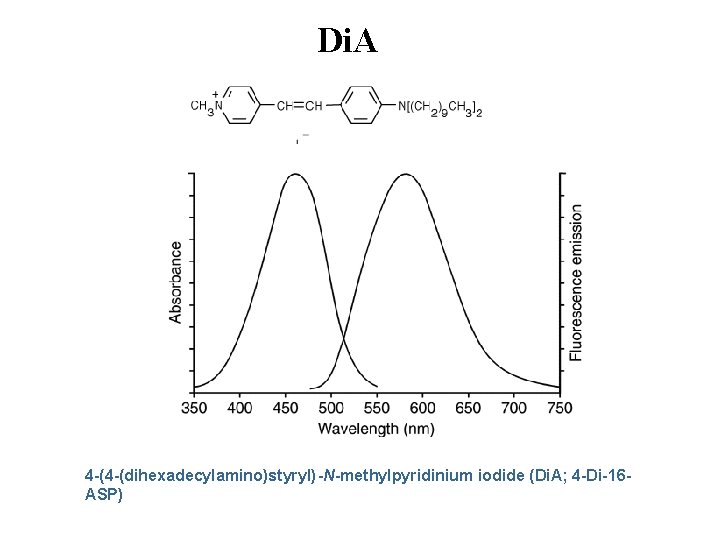 Di. A 4 -(4 -(dihexadecylamino)styryl) -N-methylpyridinium iodide (Di. A; 4 -Di-16 ASP) Di. A 4 -(4 -(dihexadecylamino)styryl) -N-methylpyridinium iodide (Di. A; 4 -Di-16 ASP)