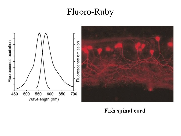 Fluoro-Ruby Fish spinal cord Fluoro-Ruby Fish spinal cord