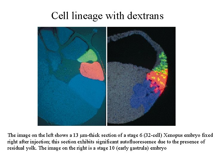 Cell lineage with dextrans The image on the left shows a 13 µm-thick section Cell lineage with dextrans The image on the left shows a 13 µm-thick section