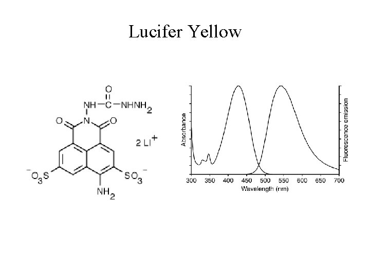 Lucifer Yellow Lucifer Yellow