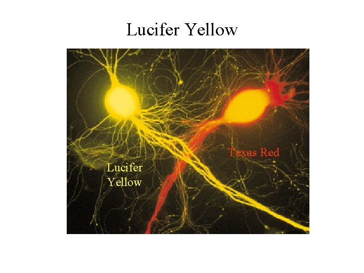 Lucifer Yellow Texas Red Lucifer Yellow Lucifer Yellow Texas Red Lucifer Yellow