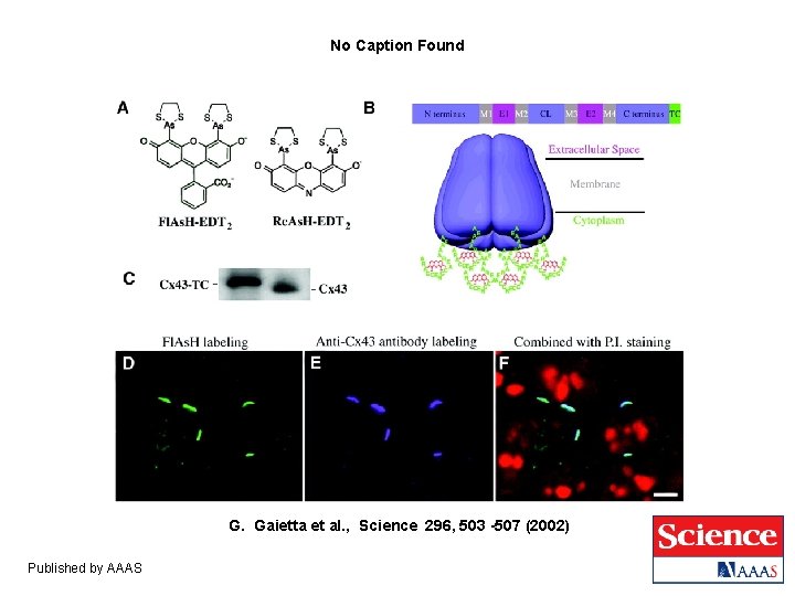 No Caption Found G. Gaietta et al. , Science 296, 503 -507 (2002) Published No Caption Found G. Gaietta et al. , Science 296, 503 -507 (2002) Published