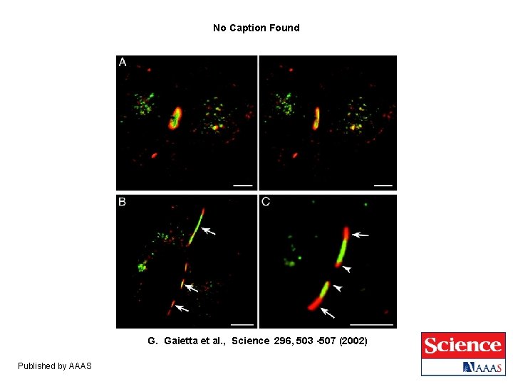 No Caption Found G. Gaietta et al. , Science 296, 503 -507 (2002) Published No Caption Found G. Gaietta et al. , Science 296, 503 -507 (2002) Published