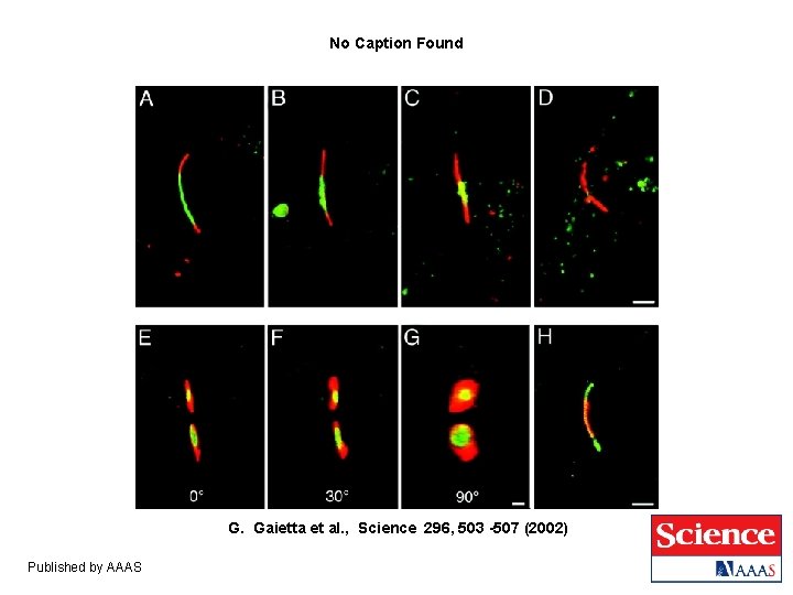 No Caption Found G. Gaietta et al. , Science 296, 503 -507 (2002) Published No Caption Found G. Gaietta et al. , Science 296, 503 -507 (2002) Published