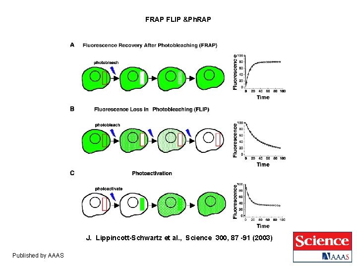FRAP FLIP &Ph. RAP J. Lippincott-Schwartz et al. , Science 300, 87 -91 (2003) FRAP FLIP &Ph. RAP J. Lippincott-Schwartz et al. , Science 300, 87 -91 (2003)