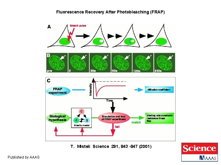 Fluorescence Recovery After Photobleaching (FRAP) T. Misteli Science 291, 843 -847 (2001) Published by Fluorescence Recovery After Photobleaching (FRAP) T. Misteli Science 291, 843 -847 (2001) Published by