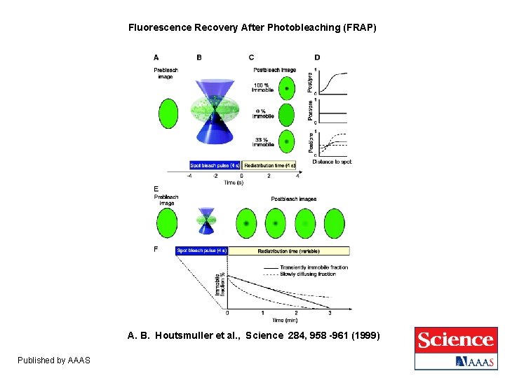 Fluorescence Recovery After Photobleaching (FRAP) A. B. Houtsmuller et al. , Science 284, 958 Fluorescence Recovery After Photobleaching (FRAP) A. B. Houtsmuller et al. , Science 284, 958