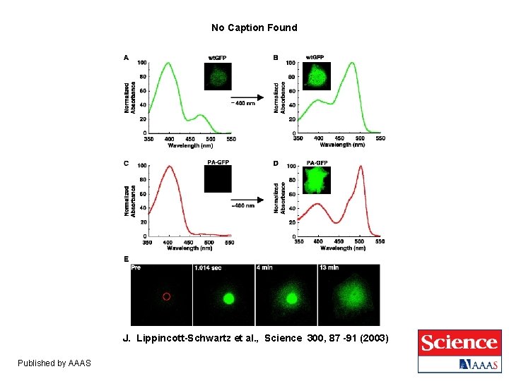 No Caption Found J. Lippincott-Schwartz et al. , Science 300, 87 -91 (2003) Published No Caption Found J. Lippincott-Schwartz et al. , Science 300, 87 -91 (2003) Published