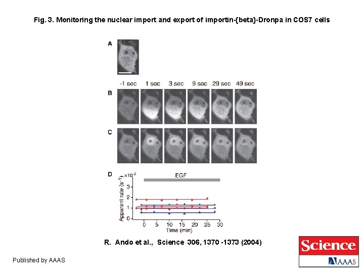 Fig. 3. Monitoring the nuclear import and export of importin-{beta}-Dronpa in COS 7 cells Fig. 3. Monitoring the nuclear import and export of importin-{beta}-Dronpa in COS 7 cells