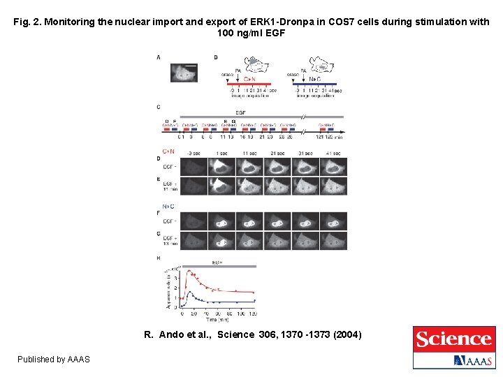 Fig. 2. Monitoring the nuclear import and export of ERK 1 -Dronpa in COS Fig. 2. Monitoring the nuclear import and export of ERK 1 -Dronpa in COS