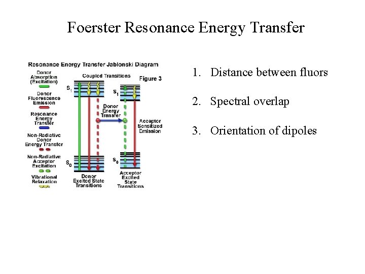 Foerster Resonance Energy Transfer 1. Distance between fluors 2. Spectral overlap 3. Orientation of Foerster Resonance Energy Transfer 1. Distance between fluors 2. Spectral overlap 3. Orientation of