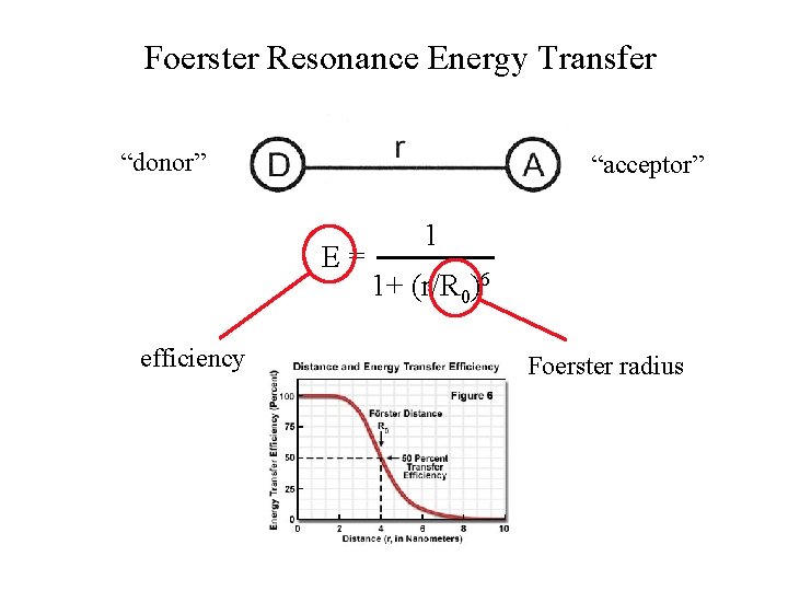 Foerster Resonance Energy Transfer “donor” “acceptor” 1 E = 1+ (r/R 0)6 efficiency Foerster Foerster Resonance Energy Transfer “donor” “acceptor” 1 E = 1+ (r/R 0)6 efficiency Foerster