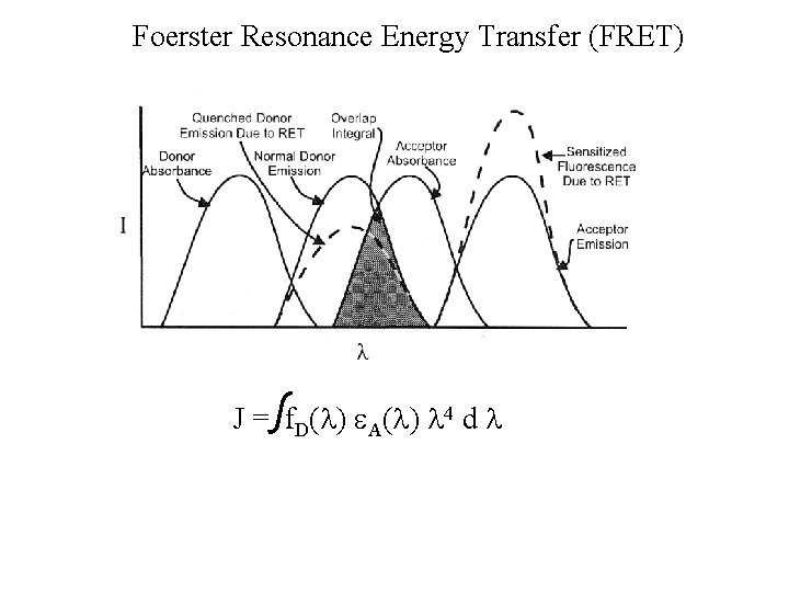 Foerster Resonance Energy Transfer (FRET) J = f. D( ) A( ) 4 d Foerster Resonance Energy Transfer (FRET) J = f. D( ) A( ) 4 d