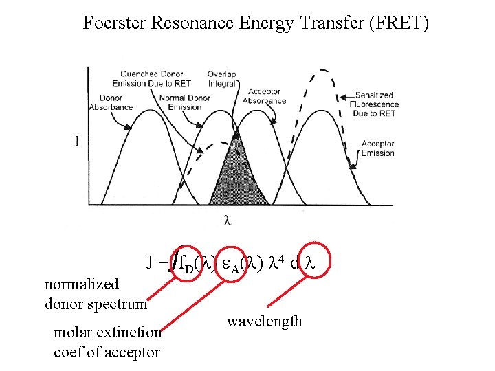 Foerster Resonance Energy Transfer (FRET) J = f. D( ) A( ) 4 d Foerster Resonance Energy Transfer (FRET) J = f. D( ) A( ) 4 d