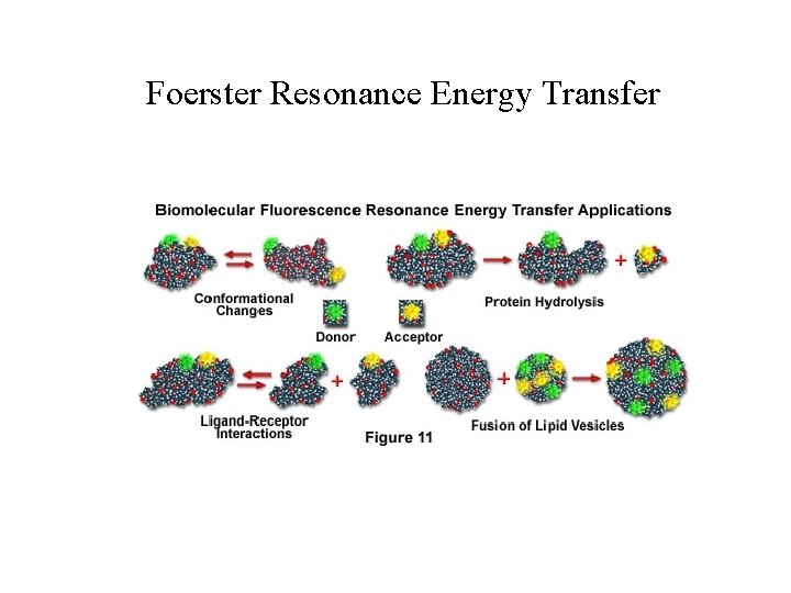 Foerster Resonance Energy Transfer Foerster Resonance Energy Transfer