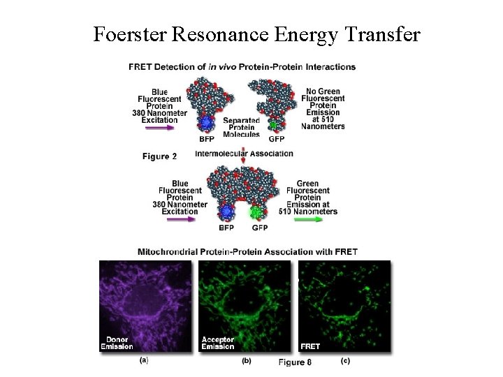 Foerster Resonance Energy Transfer Foerster Resonance Energy Transfer