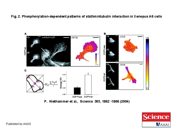 Fig. 2. Phosphorylation-dependent patterns of stathmintubulin interaction in Xenopus A 6 cells P. Niethammer Fig. 2. Phosphorylation-dependent patterns of stathmintubulin interaction in Xenopus A 6 cells P. Niethammer