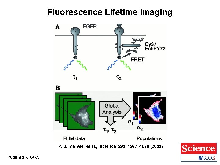 Fluorescence Lifetime Imaging P. J. Verveer et al. , Science 290, 1567 -1570 (2000) Fluorescence Lifetime Imaging P. J. Verveer et al. , Science 290, 1567 -1570 (2000)