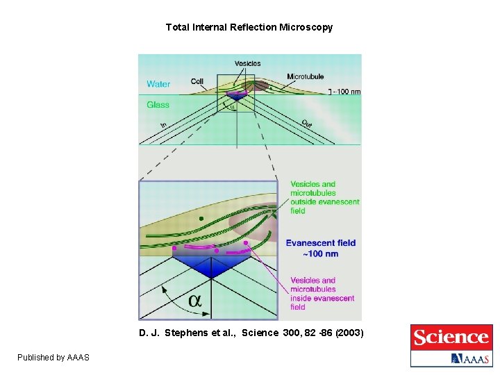 Total Internal Reflection Microscopy D. J. Stephens et al. , Science 300, 82 -86 Total Internal Reflection Microscopy D. J. Stephens et al. , Science 300, 82 -86