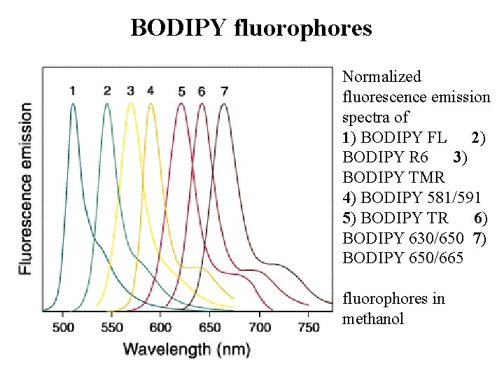 BODIPY fluorophores Normalized fluorescence emission spectra of 1) BODIPY FL 2) BODIPY R 6 BODIPY fluorophores Normalized fluorescence emission spectra of 1) BODIPY FL 2) BODIPY R 6