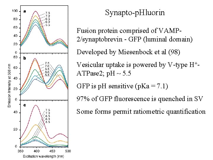 Synapto-p. Hluorin Fusion protein comprised of VAMP 2/synaptobrevin - GFP (luminal domain) Developed by Synapto-p. Hluorin Fusion protein comprised of VAMP 2/synaptobrevin - GFP (luminal domain) Developed by