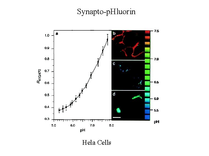 Synapto-p. Hluorin Hela Cells Synapto-p. Hluorin Hela Cells