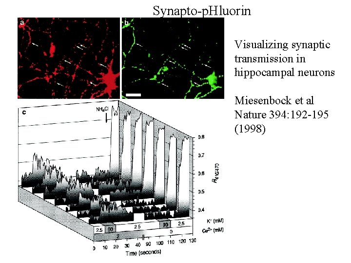 Synapto-p. Hluorin Visualizing synaptic transmission in hippocampal neurons Miesenbock et al Nature 394: 192 Synapto-p. Hluorin Visualizing synaptic transmission in hippocampal neurons Miesenbock et al Nature 394: 192