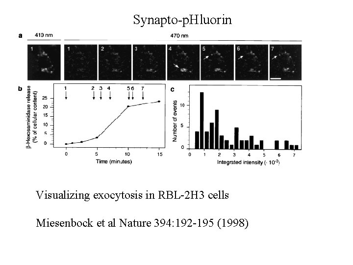 Synapto-p. Hluorin Visualizing exocytosis in RBL-2 H 3 cells Miesenbock et al Nature 394: Synapto-p. Hluorin Visualizing exocytosis in RBL-2 H 3 cells Miesenbock et al Nature 394: