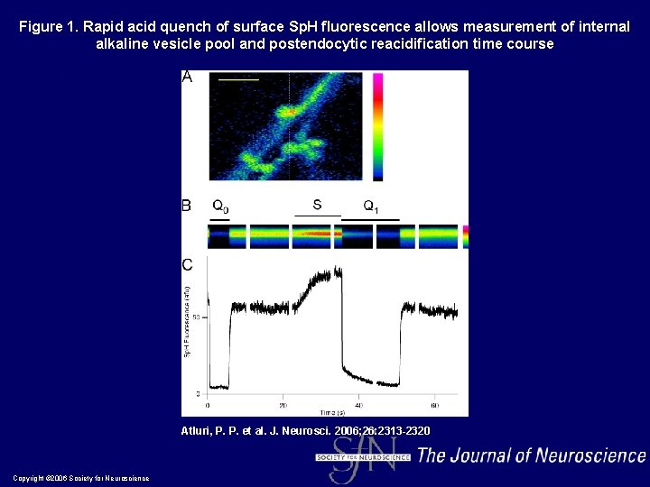 Figure 1. Rapid acid quench of surface Sp. H fluorescence allows measurement of internal Figure 1. Rapid acid quench of surface Sp. H fluorescence allows measurement of internal