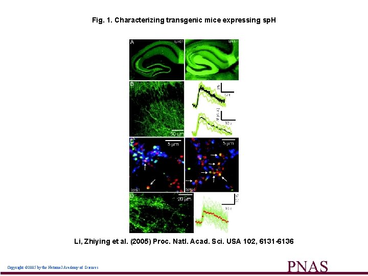 Fig. 1. Characterizing transgenic mice expressing sp. H Li, Zhiying et al. (2005) Proc. Fig. 1. Characterizing transgenic mice expressing sp. H Li, Zhiying et al. (2005) Proc.