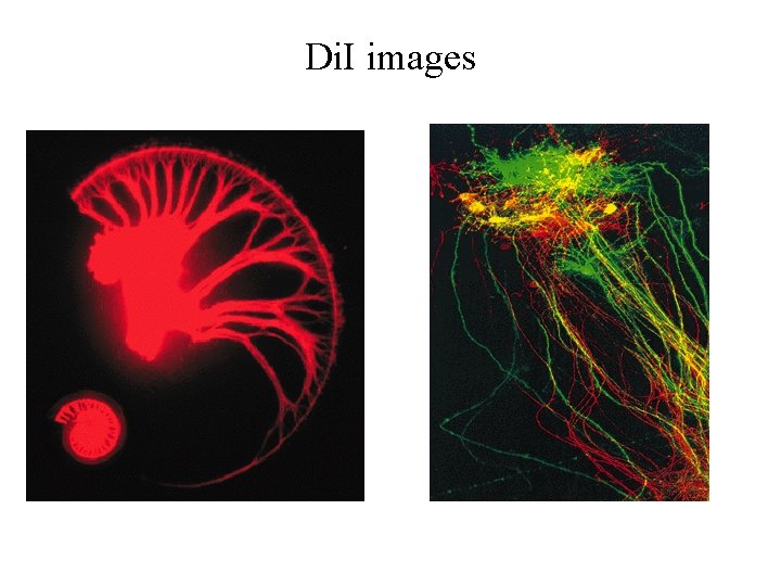 Di. I images Di. I images