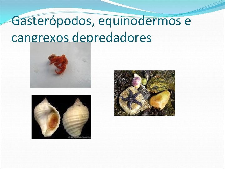 Gasterópodos, equinodermos e cangrexos depredadores 