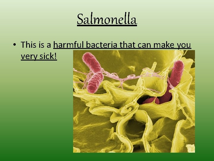 Salmonella • This is a harmful bacteria that can make you very sick! Salmonella • This is a harmful bacteria that can make you very sick!