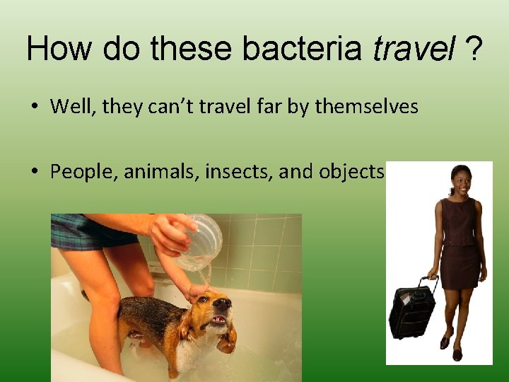 How do these bacteria travel ? • Well, they can’t travel far by themselves How do these bacteria travel ? • Well, they can’t travel far by themselves