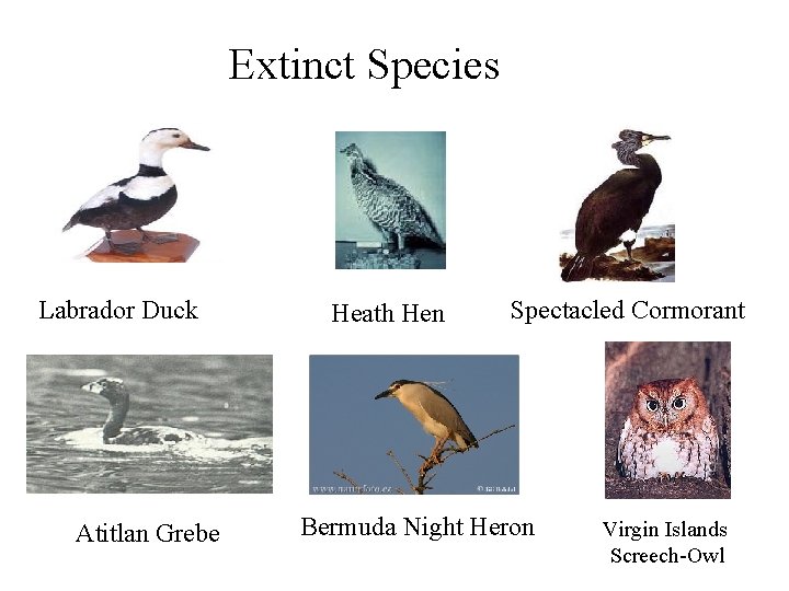 Extinct Species Labrador Duck Atitlan Grebe Heath Hen Spectacled Cormorant Bermuda Night Heron Virgin