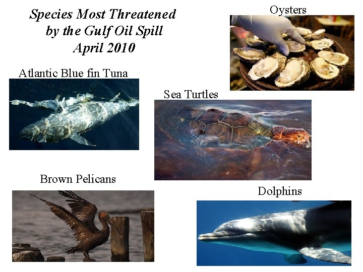 Species Most Threatened by the Gulf Oil Spill April 2010 Oysters Atlantic Blue fin