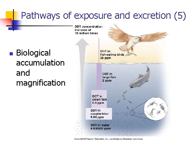 Pathways of exposure and excretion (5) n Biological accumulation and magnification 