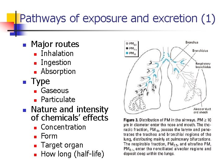Pathways of exposure and excretion (1) n Major routes n n Type n n